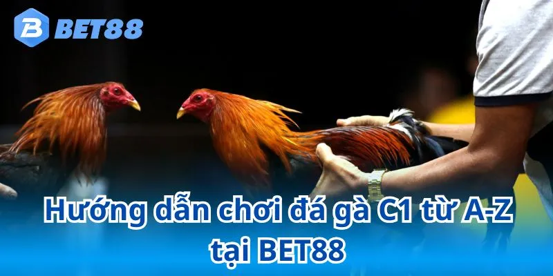 Đá gà C1 - Đấu trường cá cược hàng đầu tại BET88